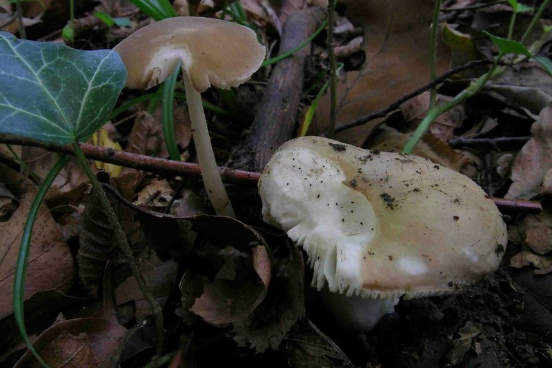 Russula carpini